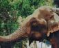 Preview: Diamond Painting "Happy Elephant"