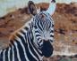 Preview: Diamond Painting "Zebra"