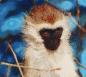 Preview: Diamond Painting "Grüne Meerkatze"