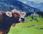 Preview: Diamond Painting Urnerboden