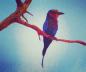 Preview: Diamond Painting "Gabelracke"