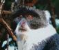 Preview: Diamond Painting "Weisskehlmeerkatze"