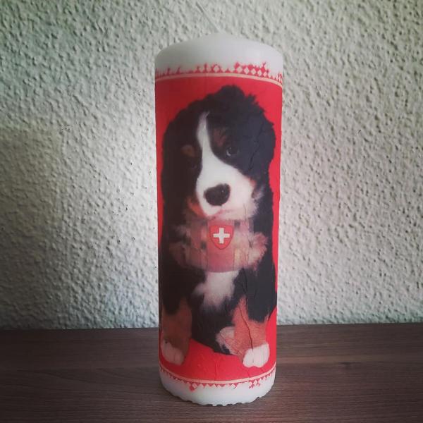 Kerze Sennenhund Welpe