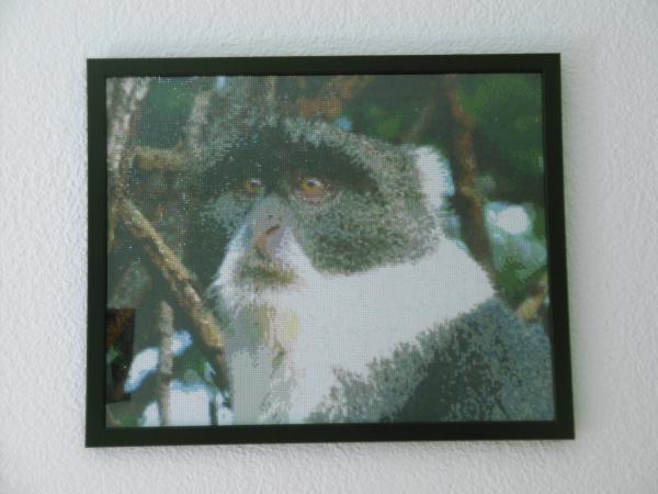 Diamond Painting "Weisskehlmeerkatze"