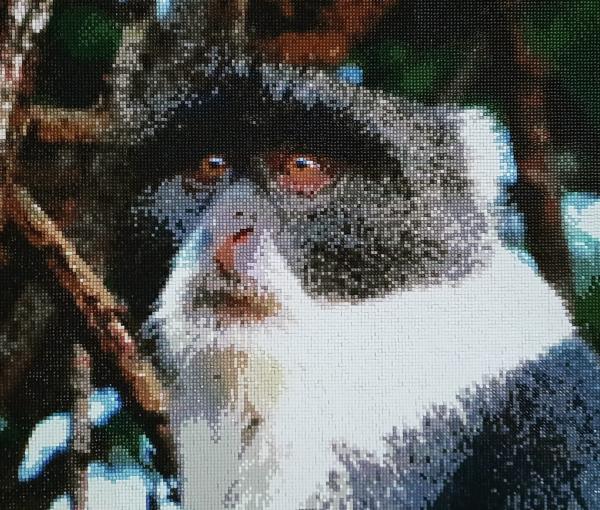 Diamond Painting "Weisskehlmeerkatze"